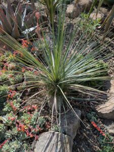 image from Ruth Bancroft Garden in Walnut Creek - April 2024