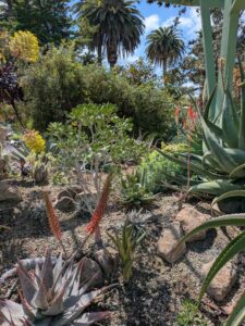 image from Ruth Bancroft Garden in Walnut Creek - April 2024