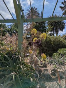 image from Ruth Bancroft Garden in Walnut Creek - April 2024