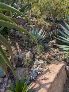 image from Ruth Bancroft Garden in Walnut Creek - April 2024