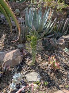image from Ruth Bancroft Garden in Walnut Creek - April 2024