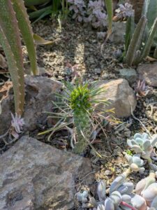 image from Ruth Bancroft Garden in Walnut Creek - April 2024