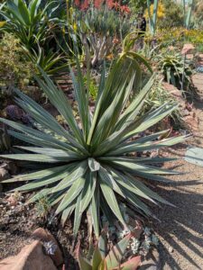 image from Ruth Bancroft Garden in Walnut Creek - April 2024