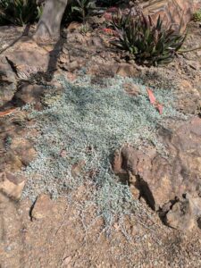 image from Ruth Bancroft Garden in Walnut Creek - April 2024