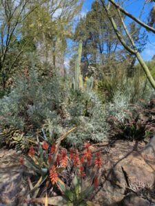 image from Ruth Bancroft Garden in Walnut Creek - April 2024