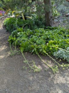 image from Ruth Bancroft Garden in Walnut Creek - April 2024