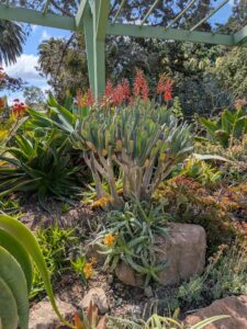 image from Ruth Bancroft Garden in Walnut Creek - April 2024