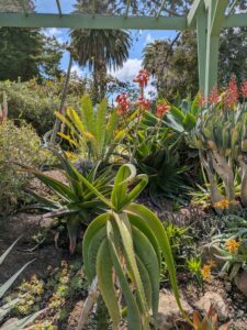 image from Ruth Bancroft Garden in Walnut Creek - April 2024