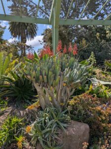 image from Ruth Bancroft Garden in Walnut Creek - April 2024