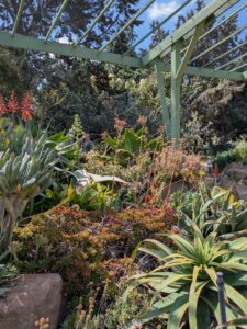 image from Ruth Bancroft Garden in Walnut Creek - April 2024