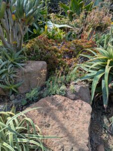 image from Ruth Bancroft Garden in Walnut Creek - April 2024