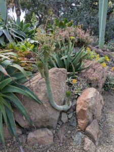 image from Ruth Bancroft Garden in Walnut Creek - April 2024
