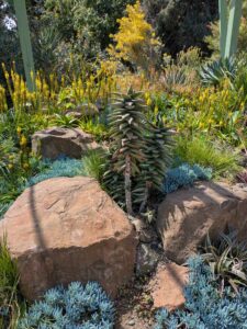 image from Ruth Bancroft Garden in Walnut Creek - April 2024