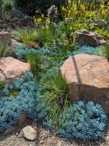 image from Ruth Bancroft Garden in Walnut Creek - April 2024