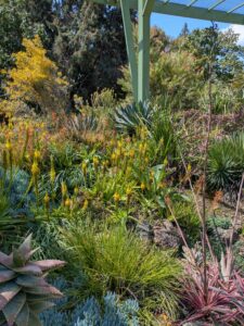 image from Ruth Bancroft Garden in Walnut Creek - April 2024