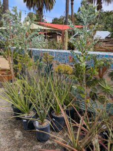 image from Ruth Bancroft Garden in Walnut Creek - April 2024