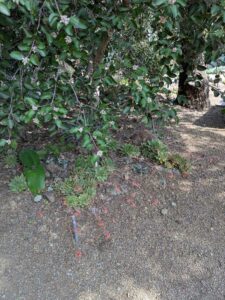 image from Ruth Bancroft Garden in Walnut Creek - April 2024