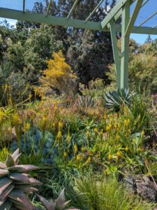 image from Ruth Bancroft Garden in Walnut Creek - April 2024