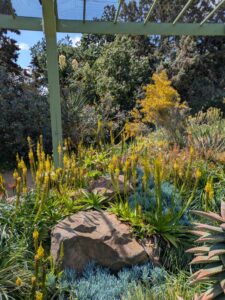 image from Ruth Bancroft Garden in Walnut Creek - April 2024