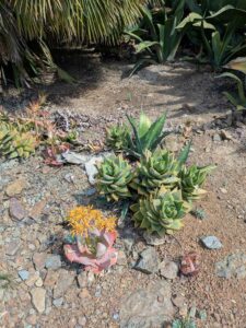 image from Ruth Bancroft Garden in Walnut Creek - April 2024