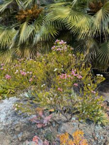 image from Ruth Bancroft Garden in Walnut Creek - April 2024