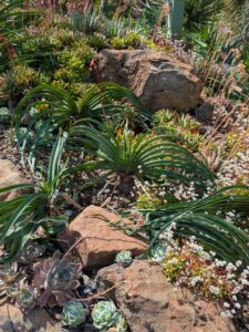 image from Ruth Bancroft Garden in Walnut Creek - April 2024