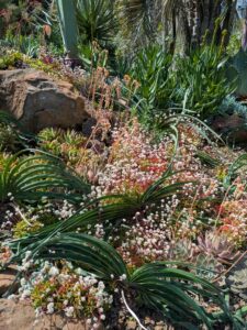 image from Ruth Bancroft Garden in Walnut Creek - April 2024