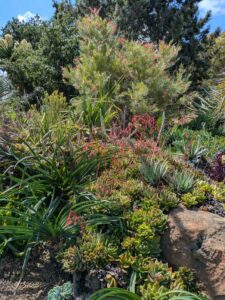 image from Ruth Bancroft Garden in Walnut Creek - April 2024