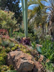 image from Ruth Bancroft Garden in Walnut Creek - April 2024
