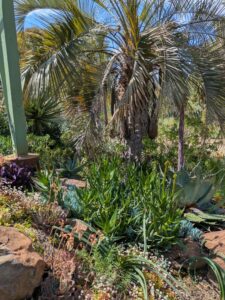 image from Ruth Bancroft Garden in Walnut Creek - April 2024