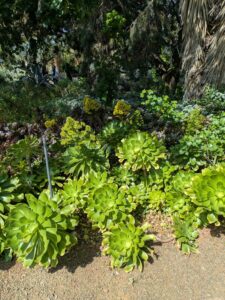 image from Ruth Bancroft Garden in Walnut Creek - April 2024