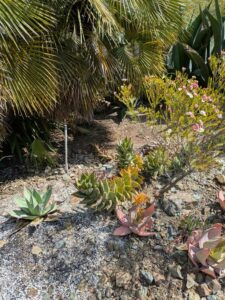 image from Ruth Bancroft Garden in Walnut Creek - April 2024