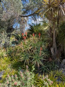 image from Ruth Bancroft Garden in Walnut Creek - April 2024