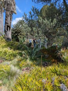image from Ruth Bancroft Garden in Walnut Creek - April 2024