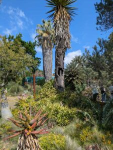 image from Ruth Bancroft Garden in Walnut Creek - April 2024