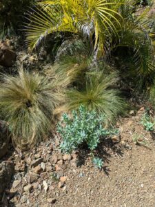 image from Ruth Bancroft Garden in Walnut Creek - April 2024