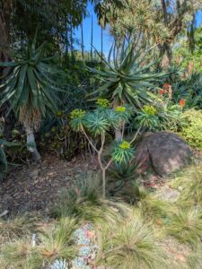 image from Ruth Bancroft Garden in Walnut Creek - April 2024