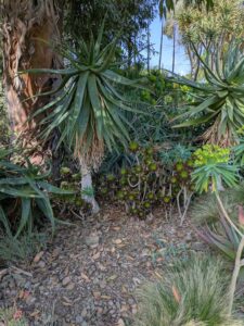 image from Ruth Bancroft Garden in Walnut Creek - April 2024
