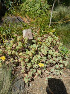 image from Ruth Bancroft Garden in Walnut Creek - April 2024