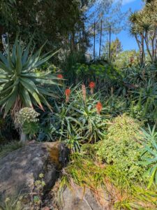 image from Ruth Bancroft Garden in Walnut Creek - April 2024