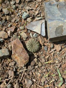 image from Ruth Bancroft Garden in Walnut Creek - April 2024