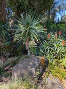 image from Ruth Bancroft Garden in Walnut Creek - April 2024