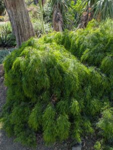 image from Ruth Bancroft Garden in Walnut Creek - April 2024