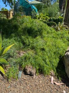 image from Ruth Bancroft Garden in Walnut Creek - April 2024