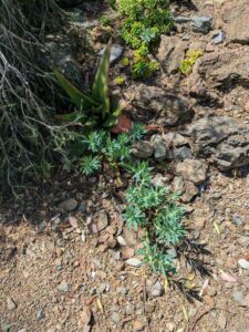 image from Ruth Bancroft Garden in Walnut Creek - April 2024