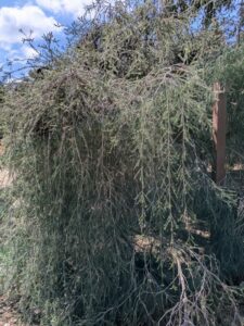 image from Ruth Bancroft Garden in Walnut Creek - April 2024