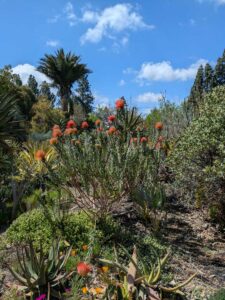 image from Ruth Bancroft Garden in Walnut Creek - April 2024