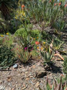 image from Ruth Bancroft Garden in Walnut Creek - April 2024
