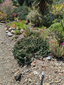 image from Ruth Bancroft Garden in Walnut Creek - April 2024