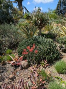 image from Ruth Bancroft Garden in Walnut Creek - April 2024